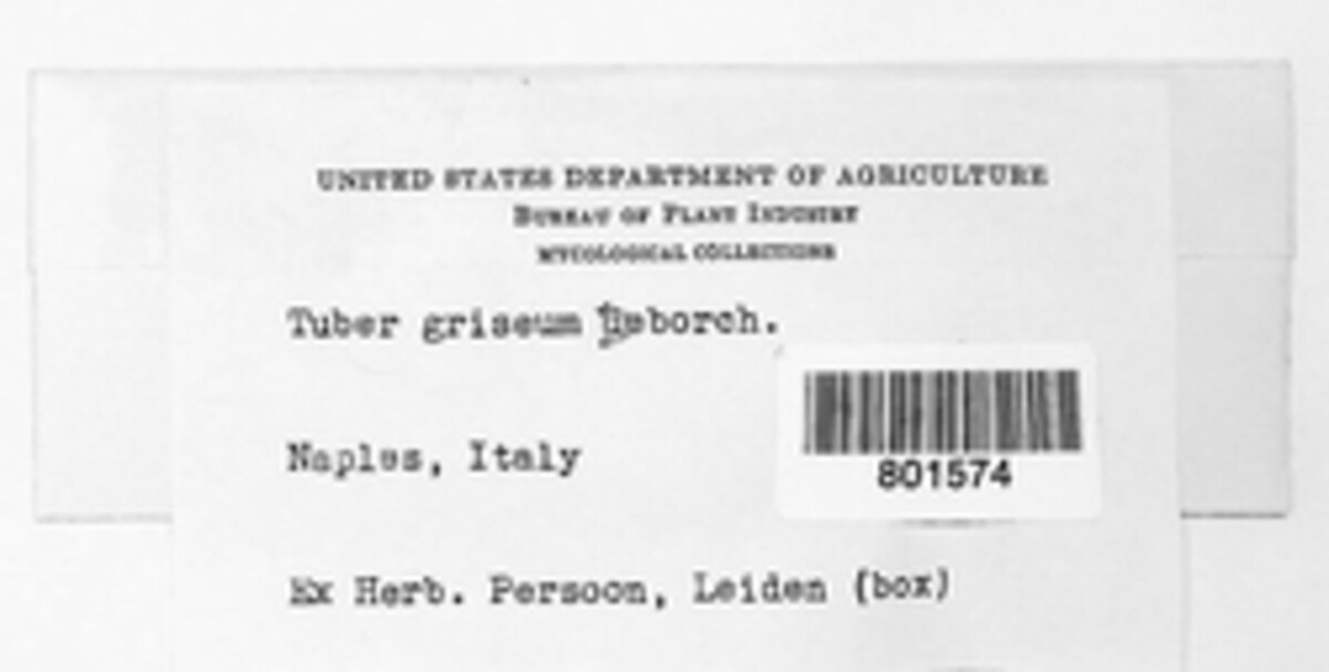 Tuber griseum image